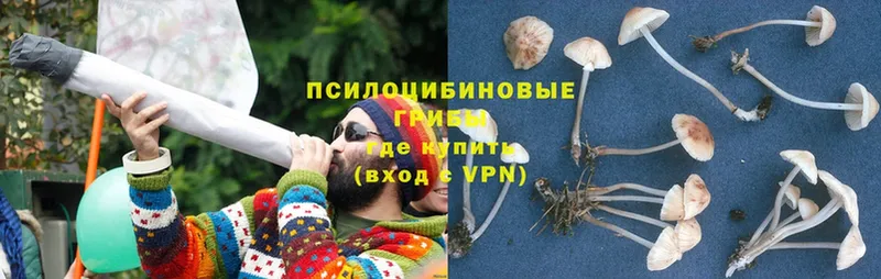 Галлюциногенные грибы Psilocybe  наркота  Усть-Илимск 